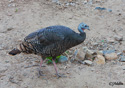 Meleagris gallopavo